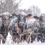 cows in snow